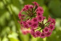 Two pink candelabra primulas Royalty Free Stock Photo