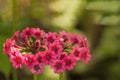 Two pink candelabra primulas Royalty Free Stock Photo