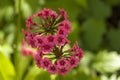 Two pink candelabra primulas Royalty Free Stock Photo