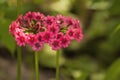 Two pink candelabra primulas Royalty Free Stock Photo