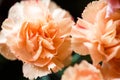 Two pink carnation flowers. Spring drops of water or dew on beautiful flower buds. Royalty Free Stock Photo