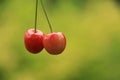 Two pink cherries