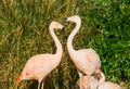 Two pink chilean flamingos standing close to each other, tropical colorful birds from america Royalty Free Stock Photo