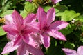 Two Pink clematis flowers in green leaves background Royalty Free Stock Photo