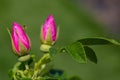 Two pink colored rose buds. The second rose bud is out of focus and blends into the green background Royalty Free Stock Photo