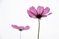Two Pink Coreopsis Flowers