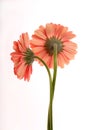 Two Pink Daisies Royalty Free Stock Photo