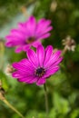Two Pink Daisy flowers isolated in a garden Royalty Free Stock Photo