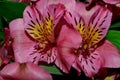 Two Pink Day Lilys Closeup Royalty Free Stock Photo