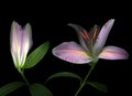 Two Pink Daylilies on Black Royalty Free Stock Photo