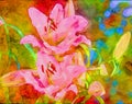 Two pink daylilies,digital watercolor style Royalty Free Stock Photo