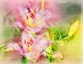 Two pink daylilies,digital watercolor style Royalty Free Stock Photo