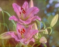 Two pink daylillies,textured background