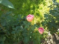 Two pink Desiree roses and one yellow bud
