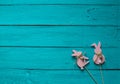 Two pink Easter bunnys on a blue wooden background