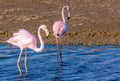 Two flamingo lovers in the lagoon Royalty Free Stock Photo