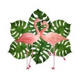 Two pink flamingo, romantic couple in love with monstera leaves. Tropical exotic bird rose flamingos isolated on white Royalty Free Stock Photo