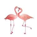 Two Pink Flamingo, Romantic Couple In Love. Tropical Exotic Bird Rose Flamingos Isolated On White Background. Watercolor
