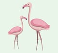 Two pink flamingo set. Exotic tropical bird. Zoo animal collection. Cute cartoon character Royalty Free Stock Photo