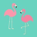 Two pink flamingo set. Exotic tropical bird. Zoo animal collection Royalty Free Stock Photo