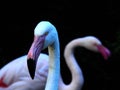 Two pink flamingos against a black background