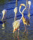 Two pink flamingos communicate with each other Royalty Free Stock Photo