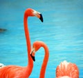 Two pink flamingos forming a couple