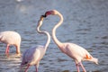 Two pink flamingos kissing in nature Royalty Free Stock Photo