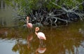 Two pink flamingos on the lake, Galapagos Island, Isla Isabela. With selective focus