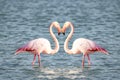 Two pink flamingos making a heart shape Royalty Free Stock Photo