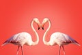 Two pink flamingos making a heart shape Royalty Free Stock Photo