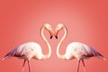 Two pink flamingos making a heart shape Royalty Free Stock Photo