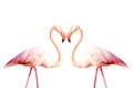 Two pink flamingos making a heart shape isolated on white background Royalty Free Stock Photo