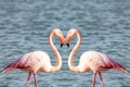 Two pink flamingos making a heart shape for valentine`s day Royalty Free Stock Photo