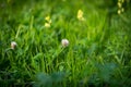 Two pink flower clover.