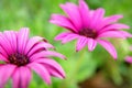 Two pink flowers on green background Royalty Free Stock Photo