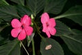 Two pink flowers with green leaves.