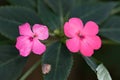 Two pink flowers with green leaves.