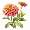 Watercolor Zinnia Flower Illustration In Carl Larsson Style Royalty Free Stock Photo