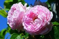 Two pink flowers of rose Constance Spry, Austin 1960 with leaves against blue sky