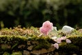 Two pink flowers on the stone wall Royalty Free Stock Photo