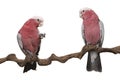 Two pink galah cockatoo birds, sitting on a branch on a white background