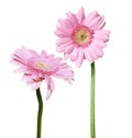 Two pink Gerber daisy flowers Royalty Free Stock Photo