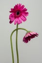 Two pink Gerbera daisy flowers on a gray background Royalty Free Stock Photo
