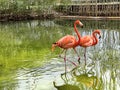 Two pink Greater flamingos Phoenicopterus roseus in a pond with water