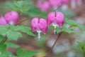 Two pink bleeding hearts Royalty Free Stock Photo