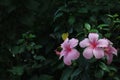 Two pink Hibiscus flowers bloom against dark green background of leaves Royalty Free Stock Photo