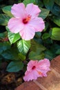 Two pink hibiscus flowers Royalty Free Stock Photo