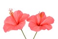 Two pink hibiscus flowers isolated on white background Royalty Free Stock Photo