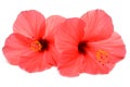 Two pink hibiscus flowers isolated on white background Royalty Free Stock Photo